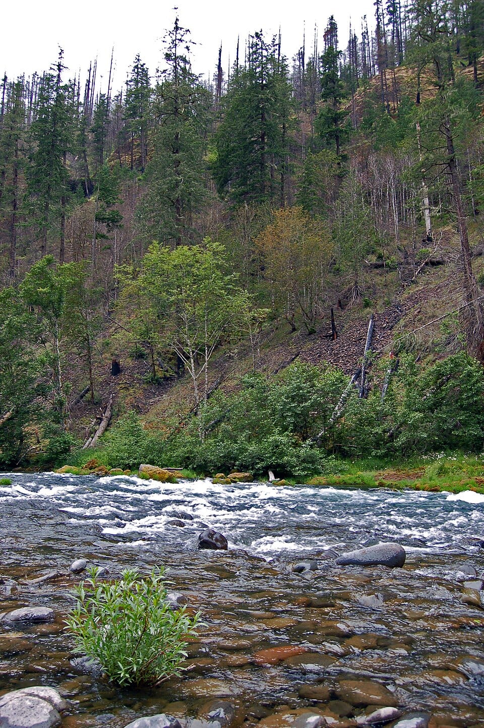 Alder Flat (Clackamas River)