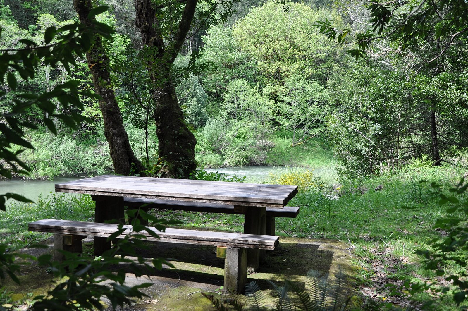 Coquille Myrtle Grove rope swing