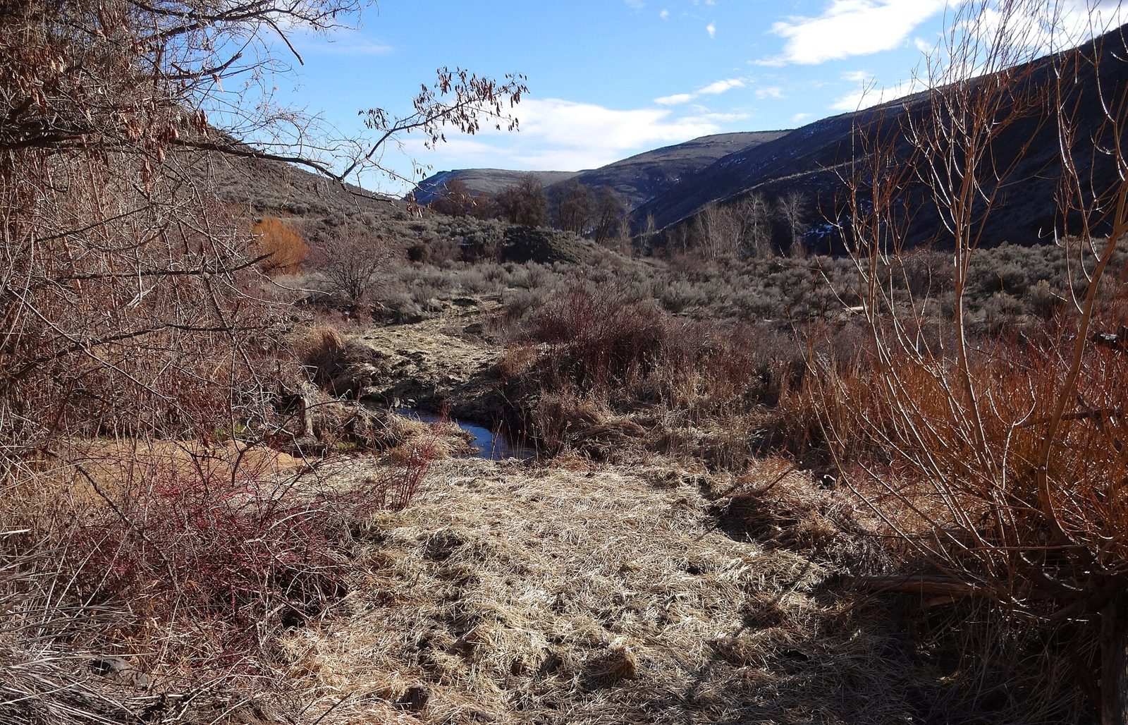 Douglas Creek (Palisades)