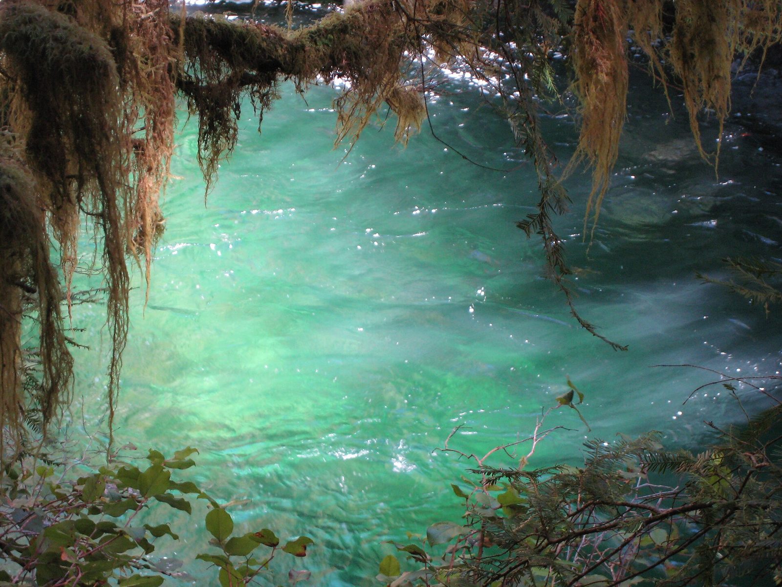 Opal Pool (Opal Creek)